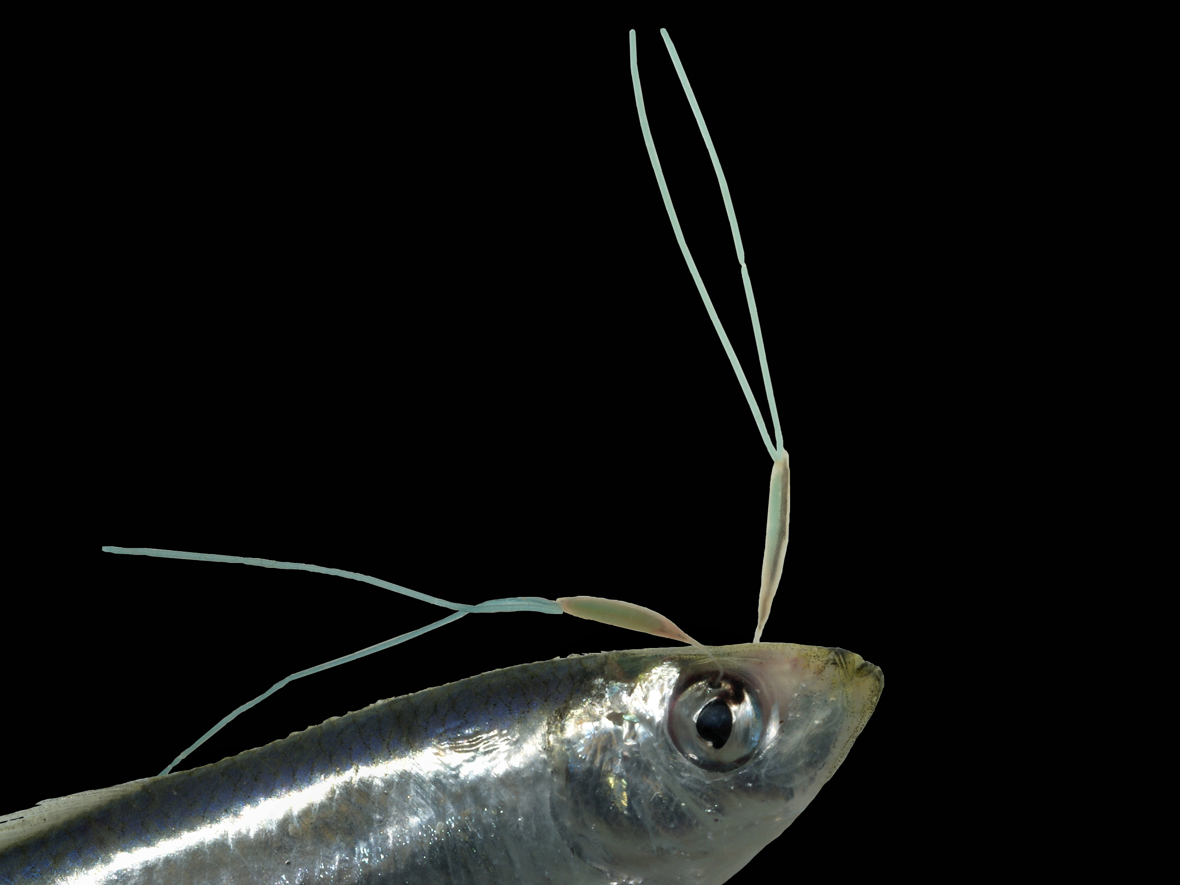 Lernaeenicus sprattae