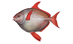leskyně skvrnitá (Lampris guttatus)