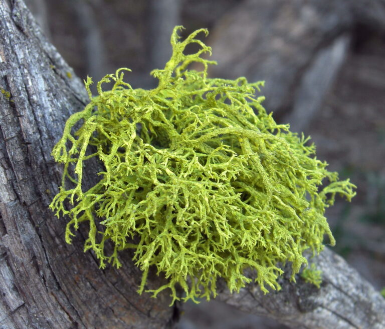Letharia vulpina