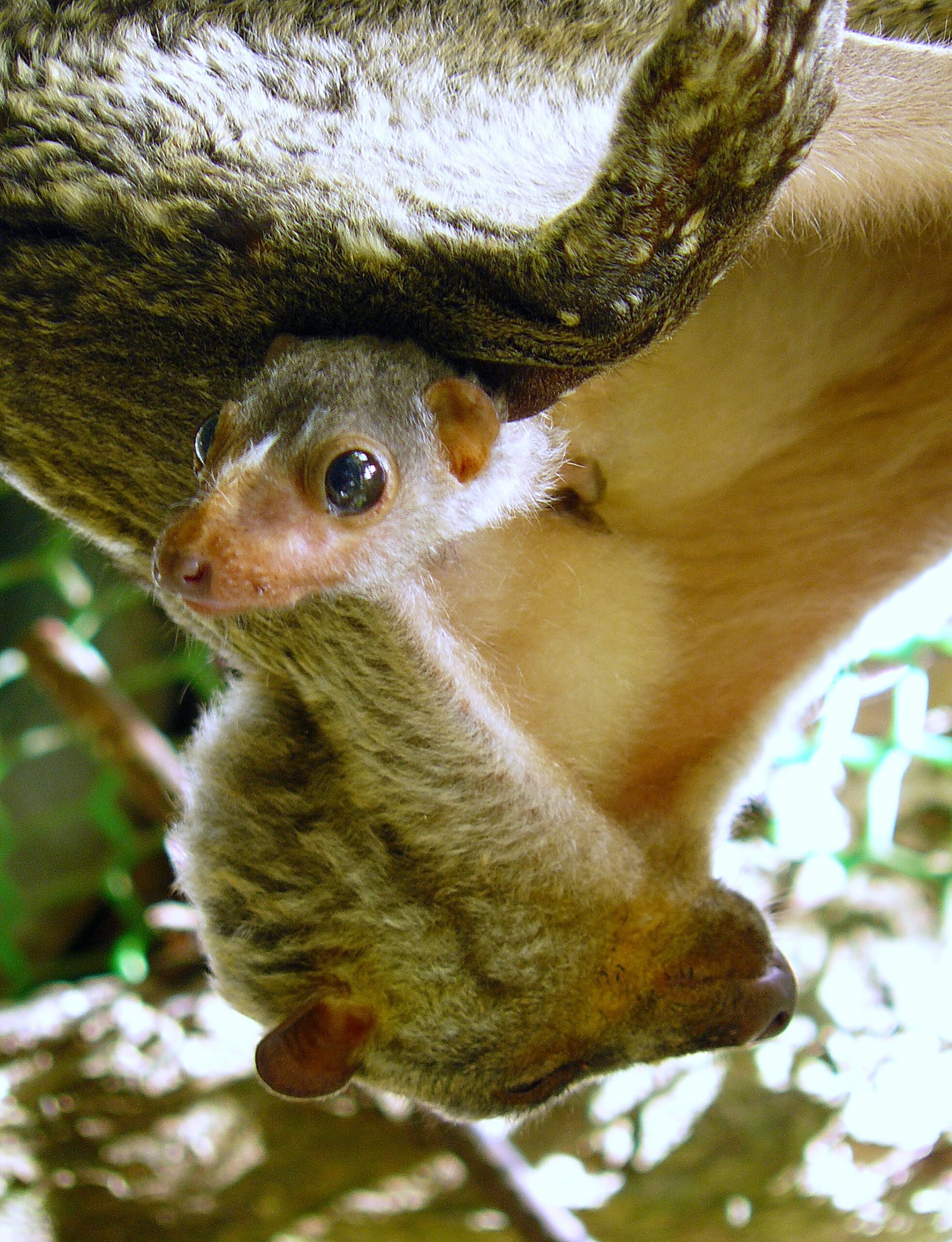 letucha filipínská (Cynocephalus volans)