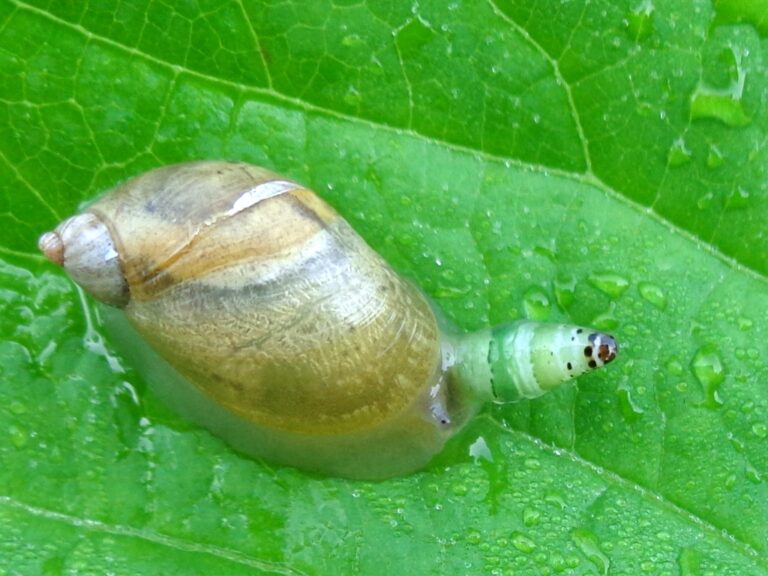 Leucochloridium paradoxum