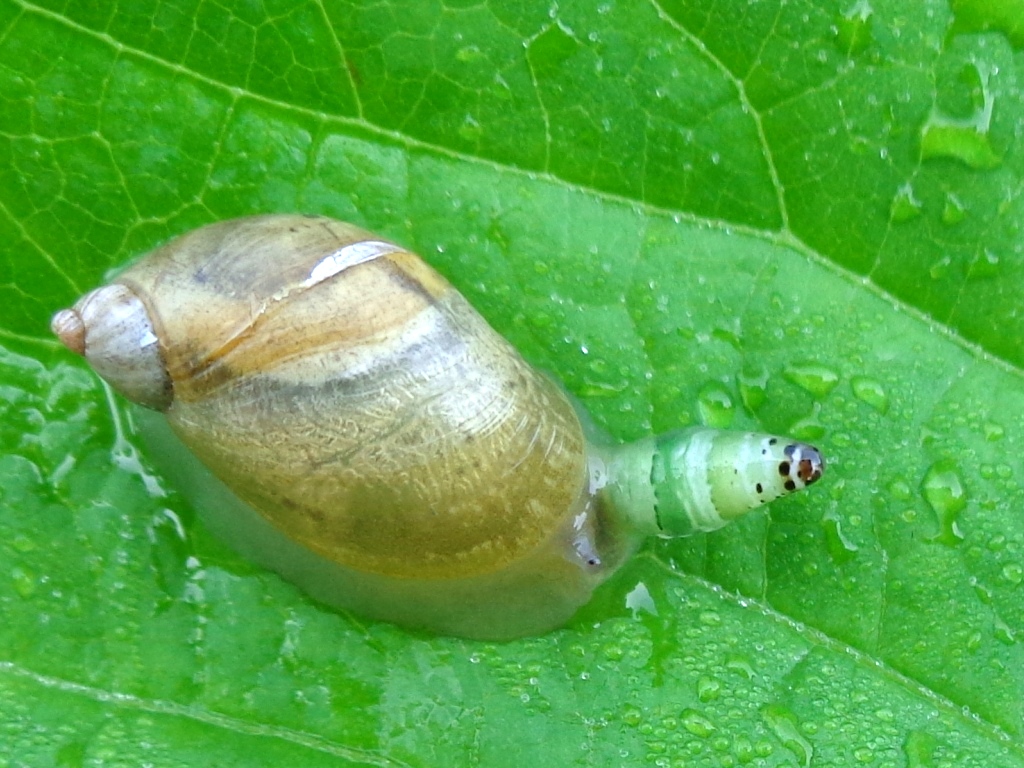 Leucochloridium paradoxum