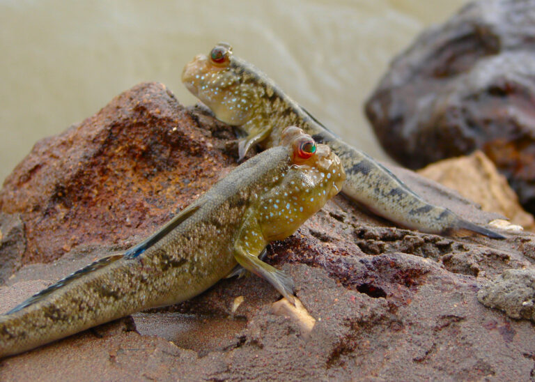 lezec obojživelný (Periophthalmus barbarus)