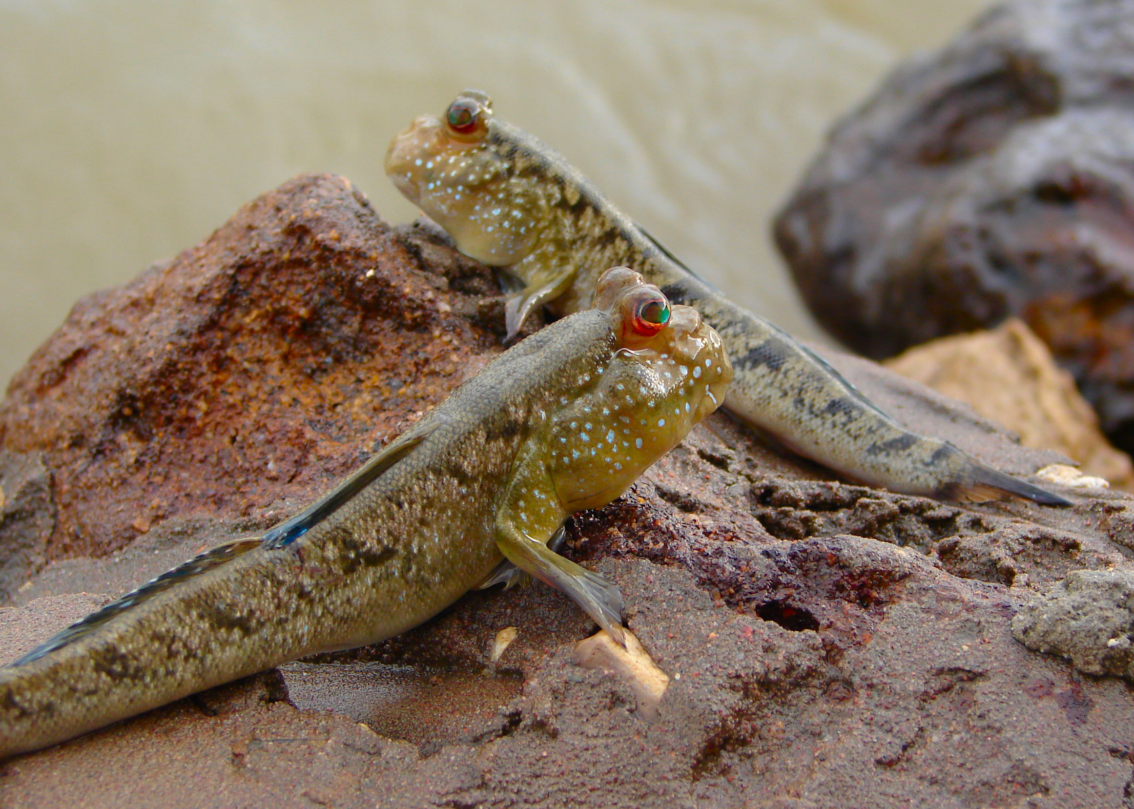 lezec obojživelný (Periophthalmus barbarus)