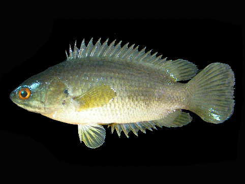 lezoun indický (Anabas testudineus)