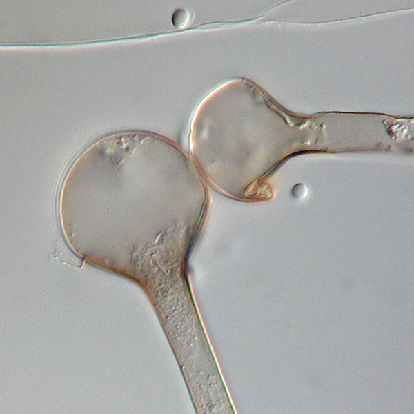 Lichtheimia corymbifera