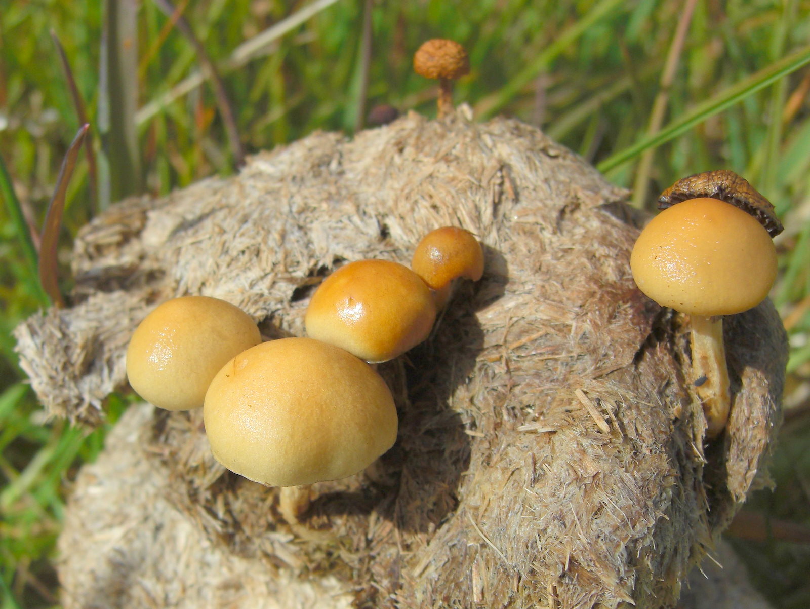 Límcovka polokulovitá (Protostropharia semiglobata)