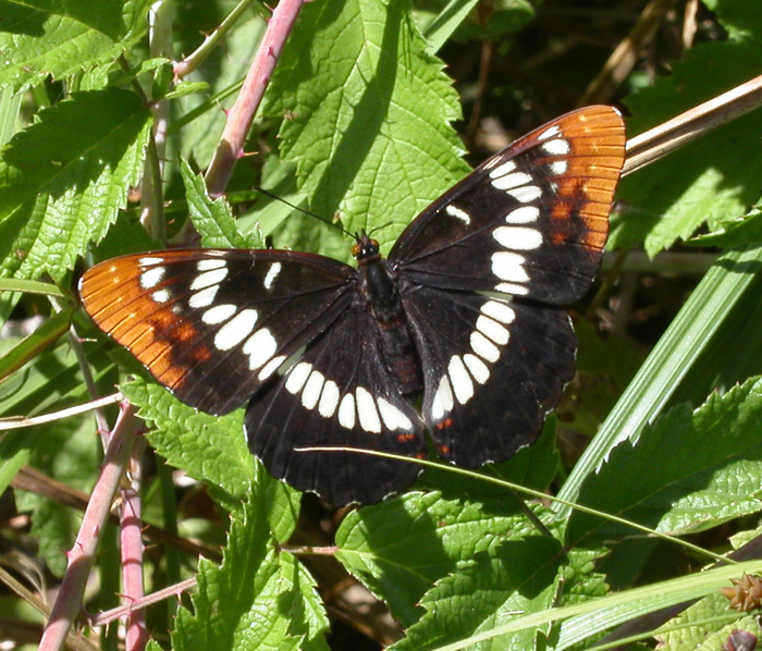 Limenitis lorquini