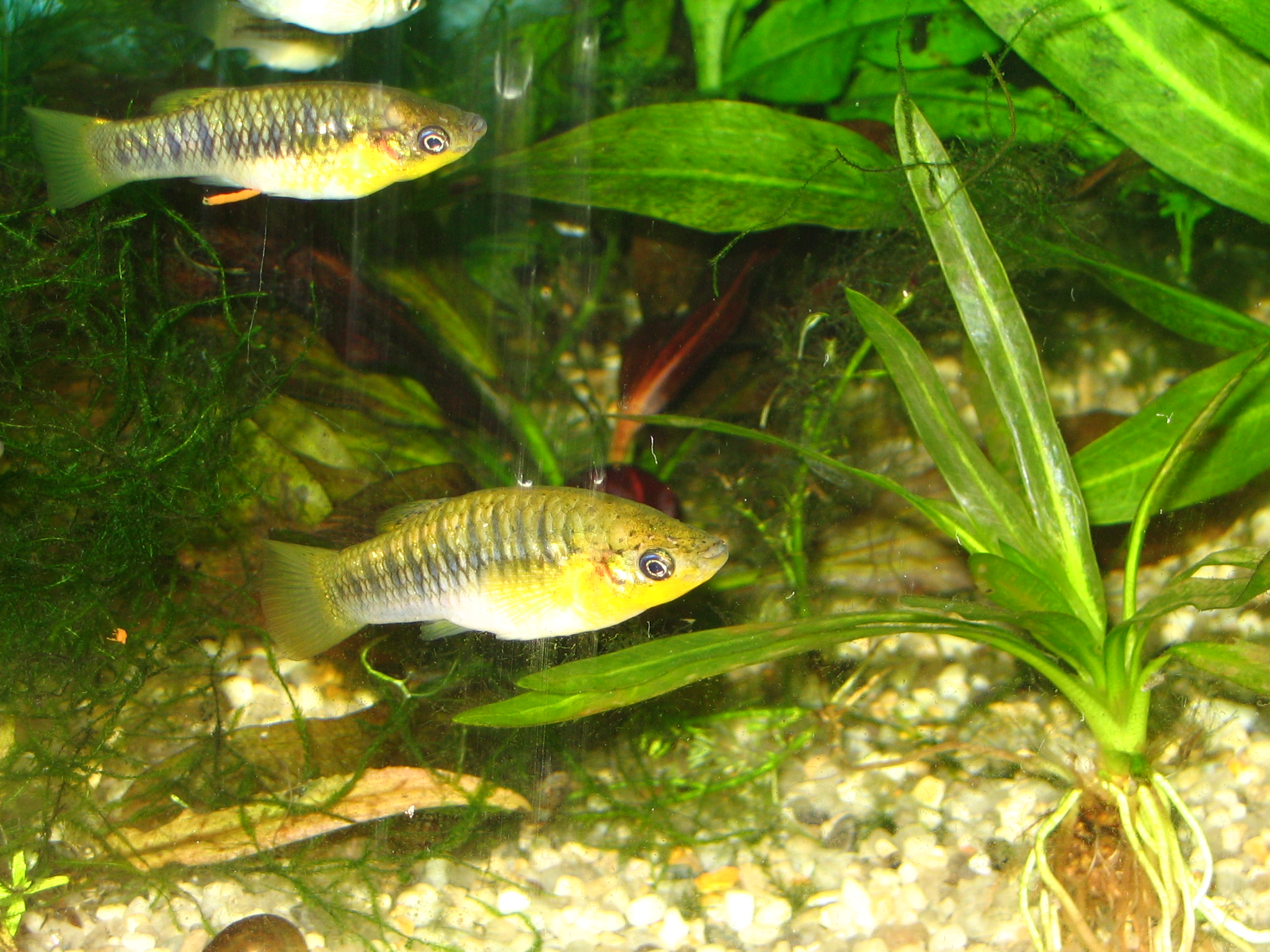 limie černopruhá (Limia nigrofasciata)