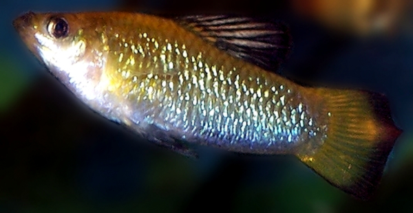 Limie Perugiova (Limia perugiae)