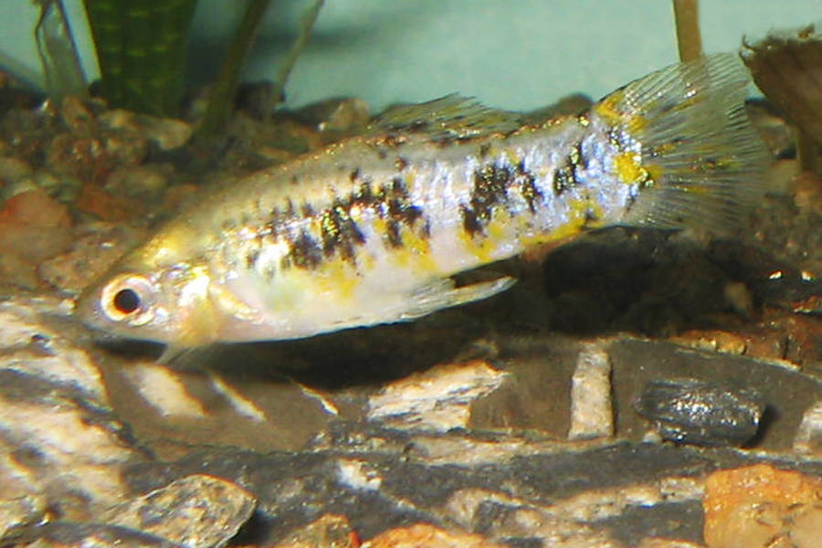limie strakatá (Limia vittata)