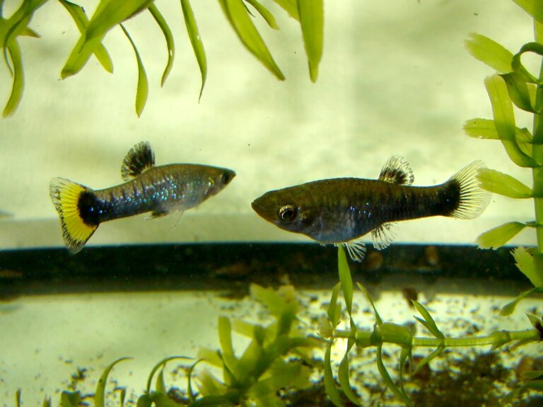 limie tříbarvá (Limia melanogaster)