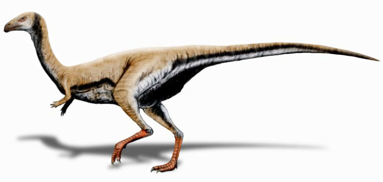 Limusaurus