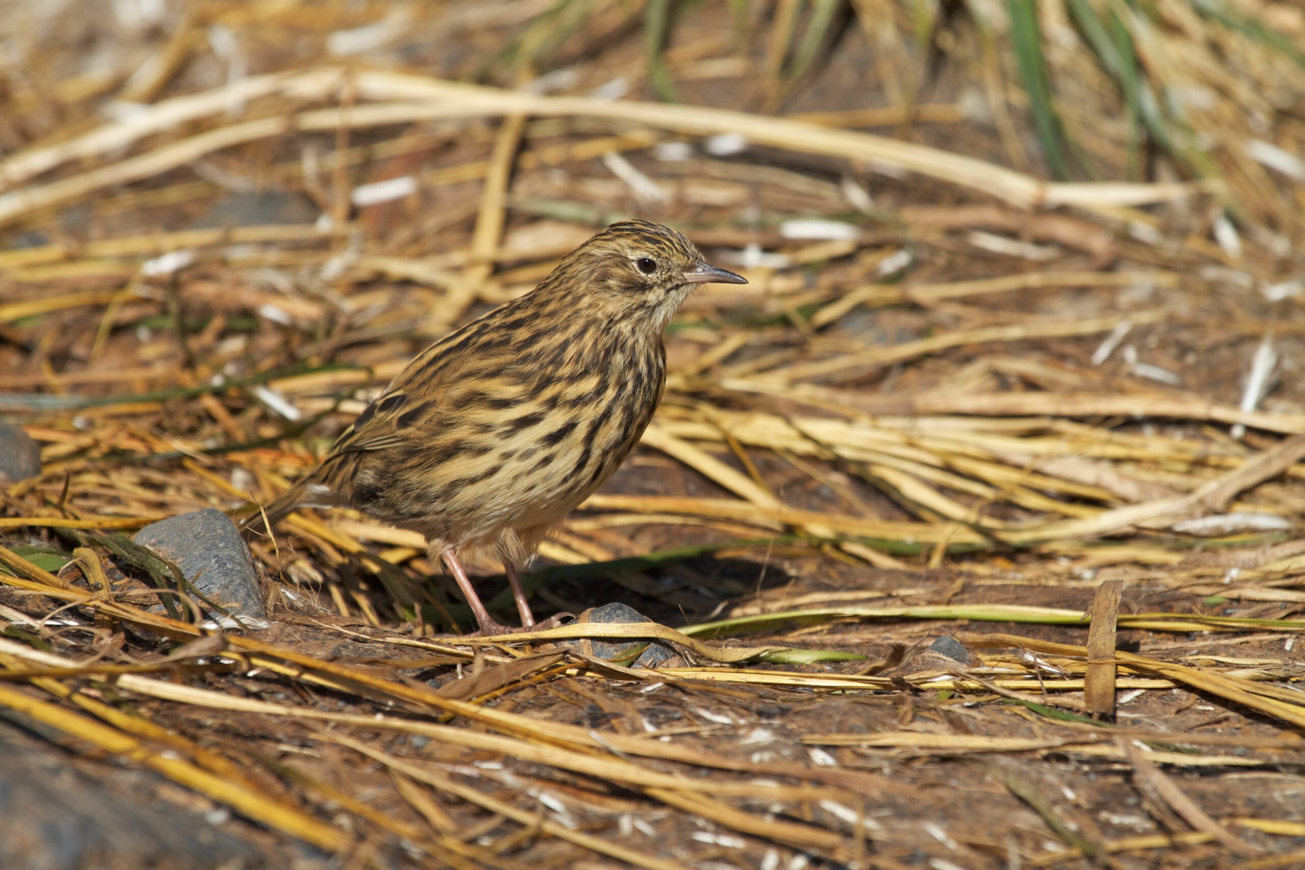 linduška jižní (Anthus antarcticus)