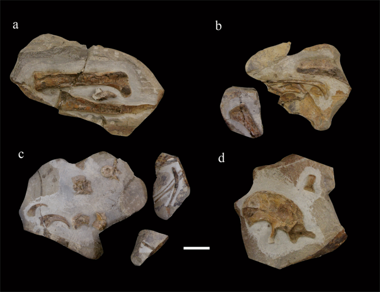 Lingyuanosaurus