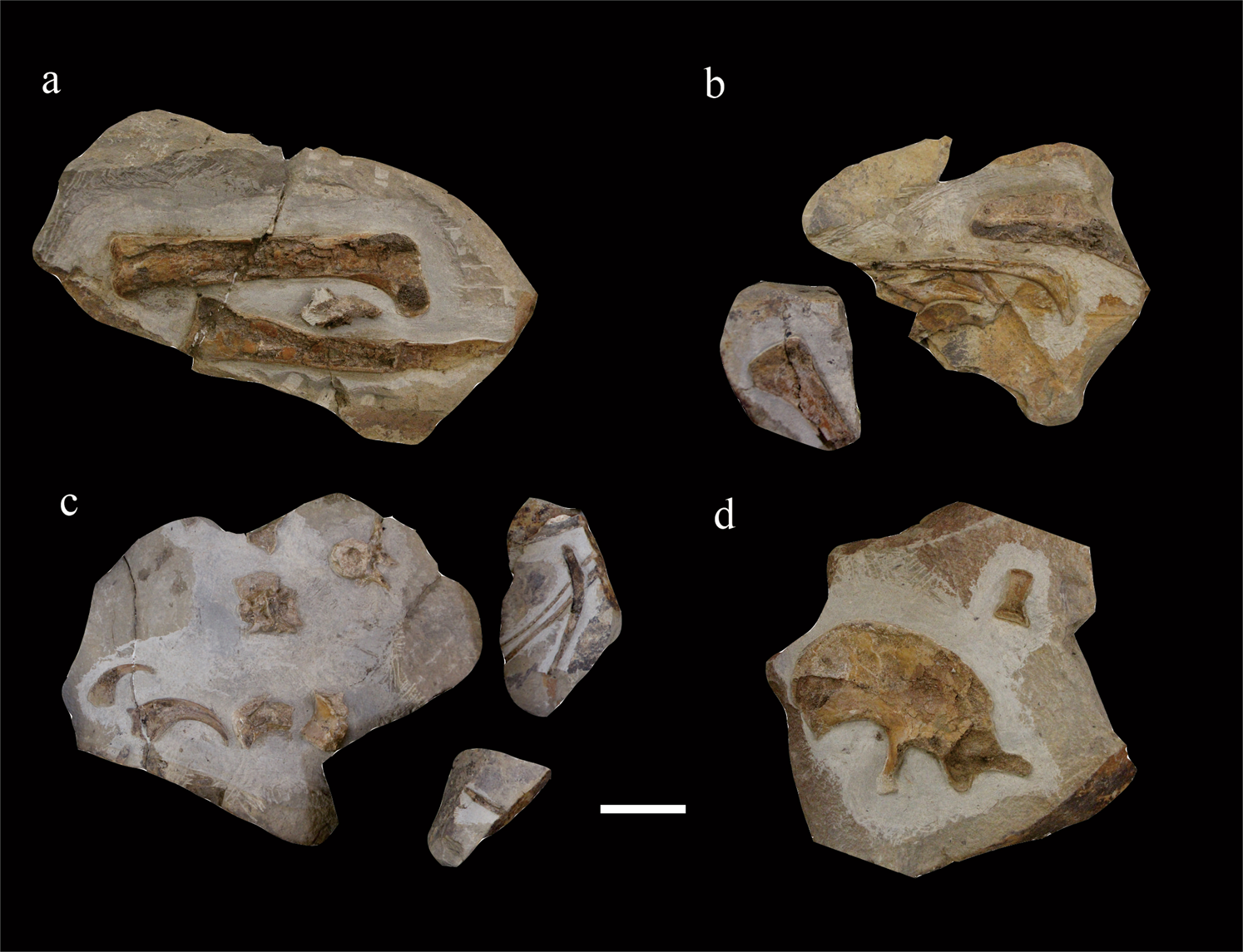 Lingyuanosaurus