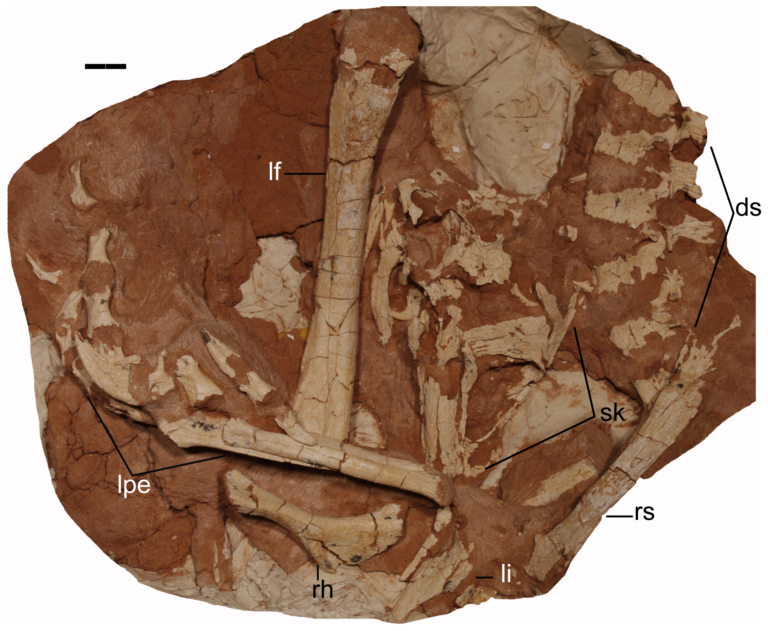 Linhevenator Linhevenator
