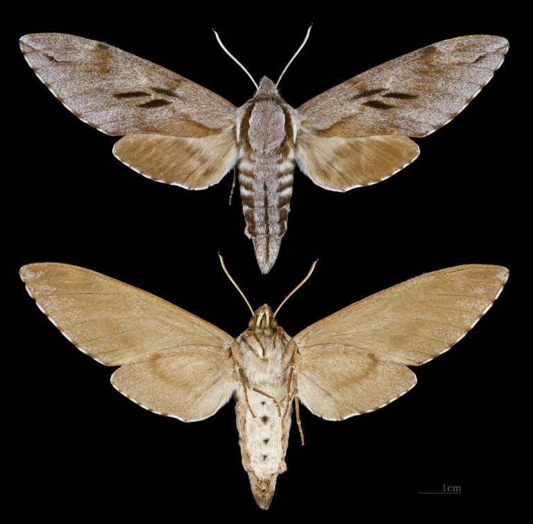 lišaj borový (Sphinx pinastri)