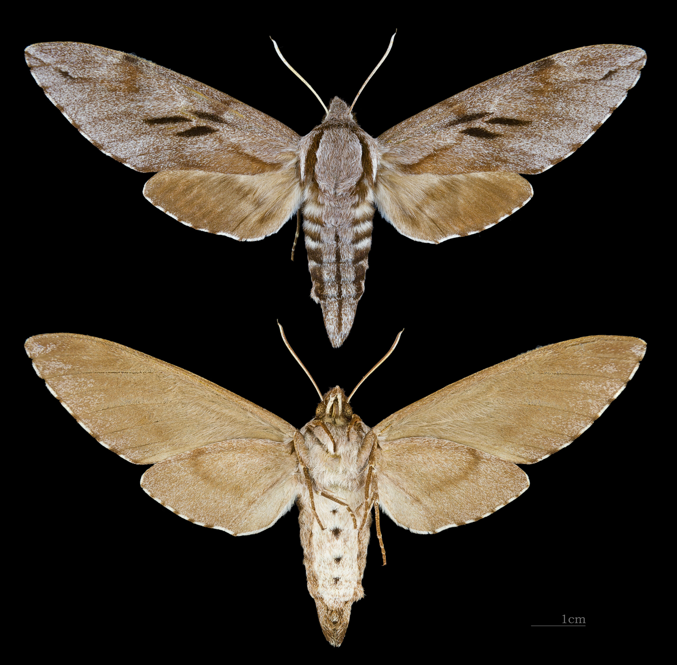 lišaj borový (Sphinx pinastri)