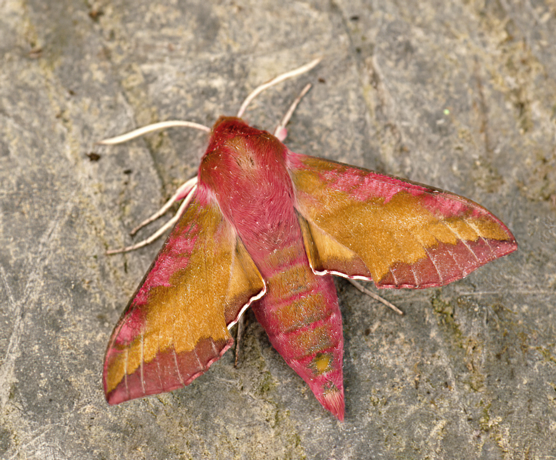 lišaj kyprejový (Deilephila porcellus)