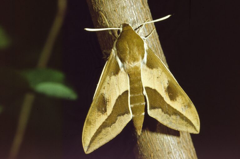 lišaj pryšcový (Hyles euphorbiae)