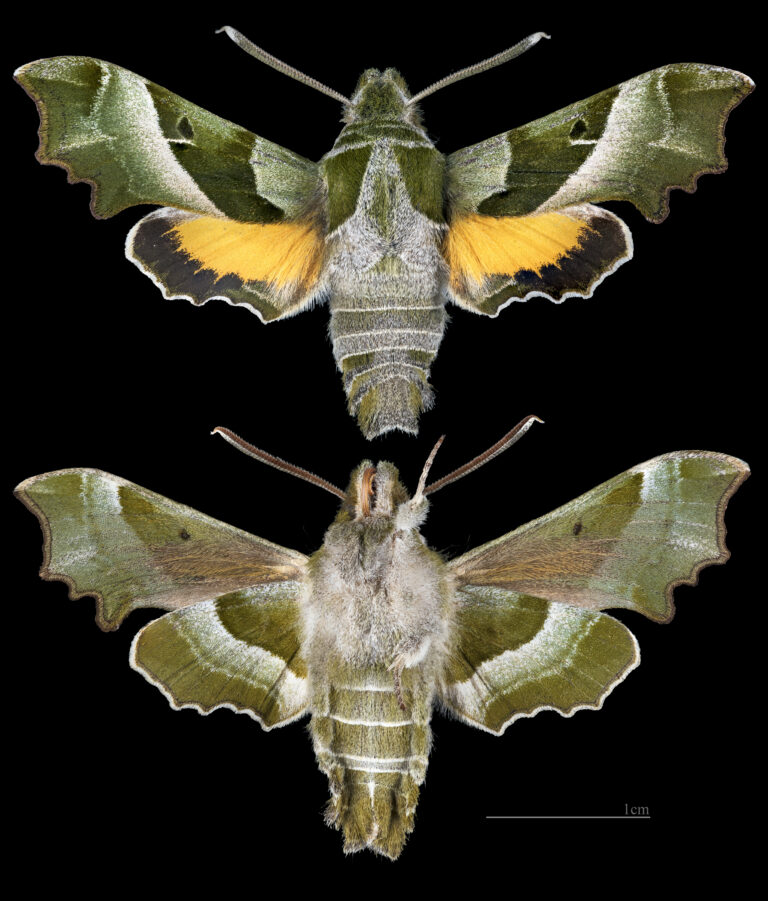lišaj pupalkový (Proserpinus proserpina)