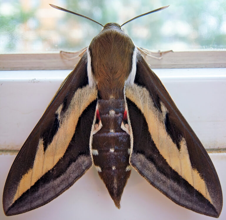 lišaj svízelový (Hyles gallii)