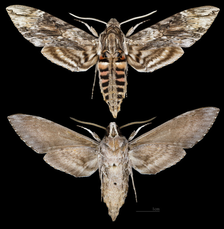 lišaj svlačcový (Agrius convolvuli)
