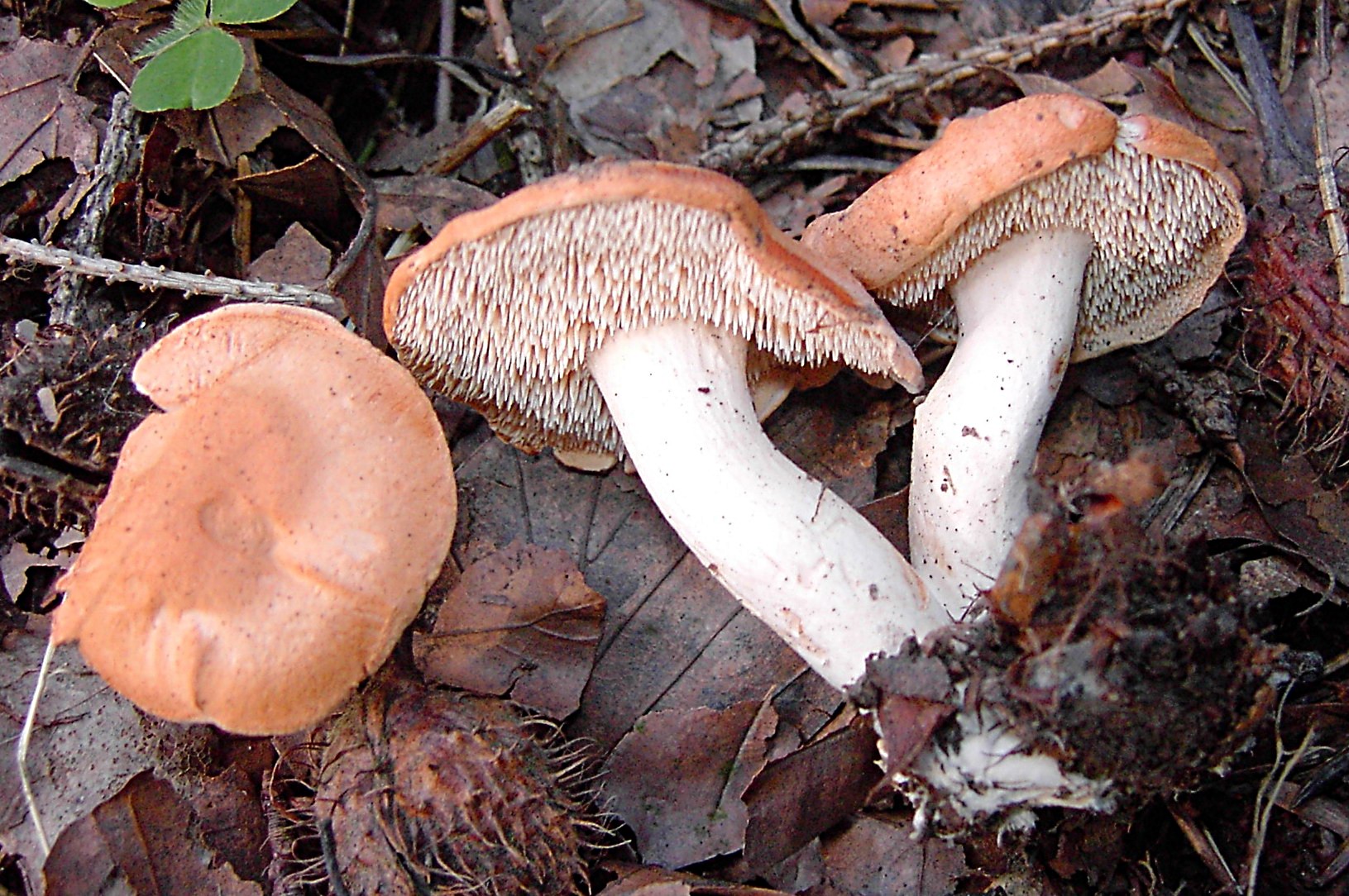 lišák ryšavý (Hydnum rufescens)