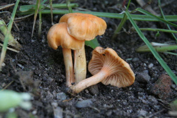 liška Friesova (Cantharellus friesii)