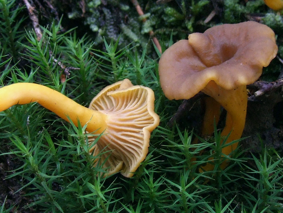 liška nálevkovitá (Craterellus tubaeformis)