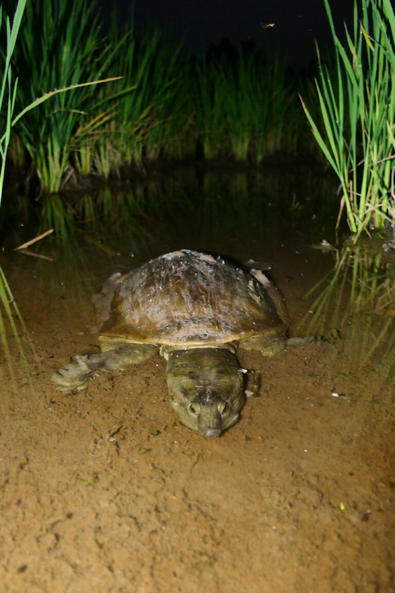 Lissemys ceylonensis