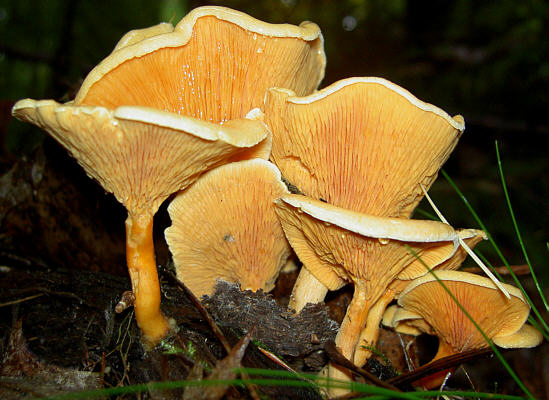 lištička pomerančová (Hygrophoropsis aurantiaca)