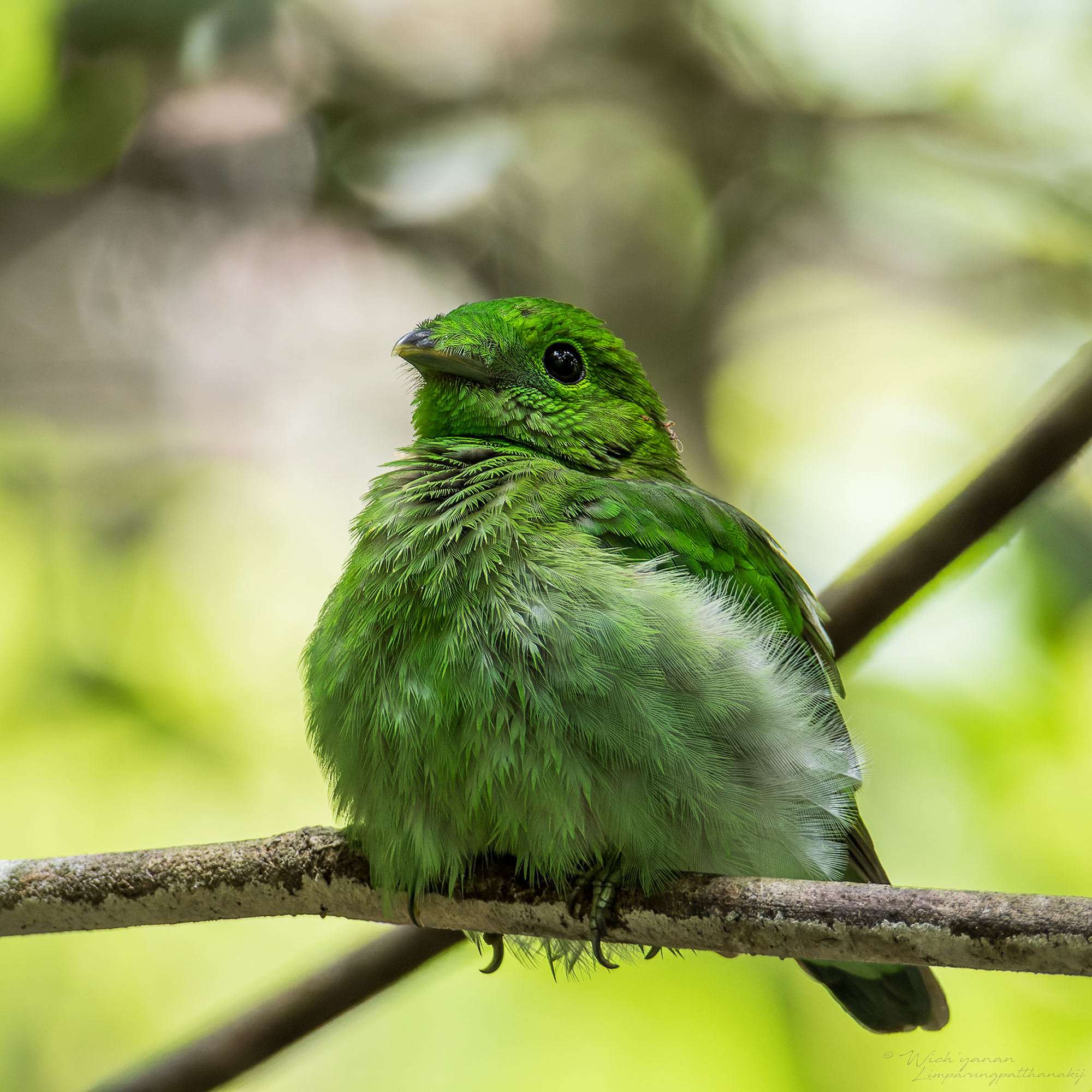 loboš smaragdový (Calyptomena viridis)