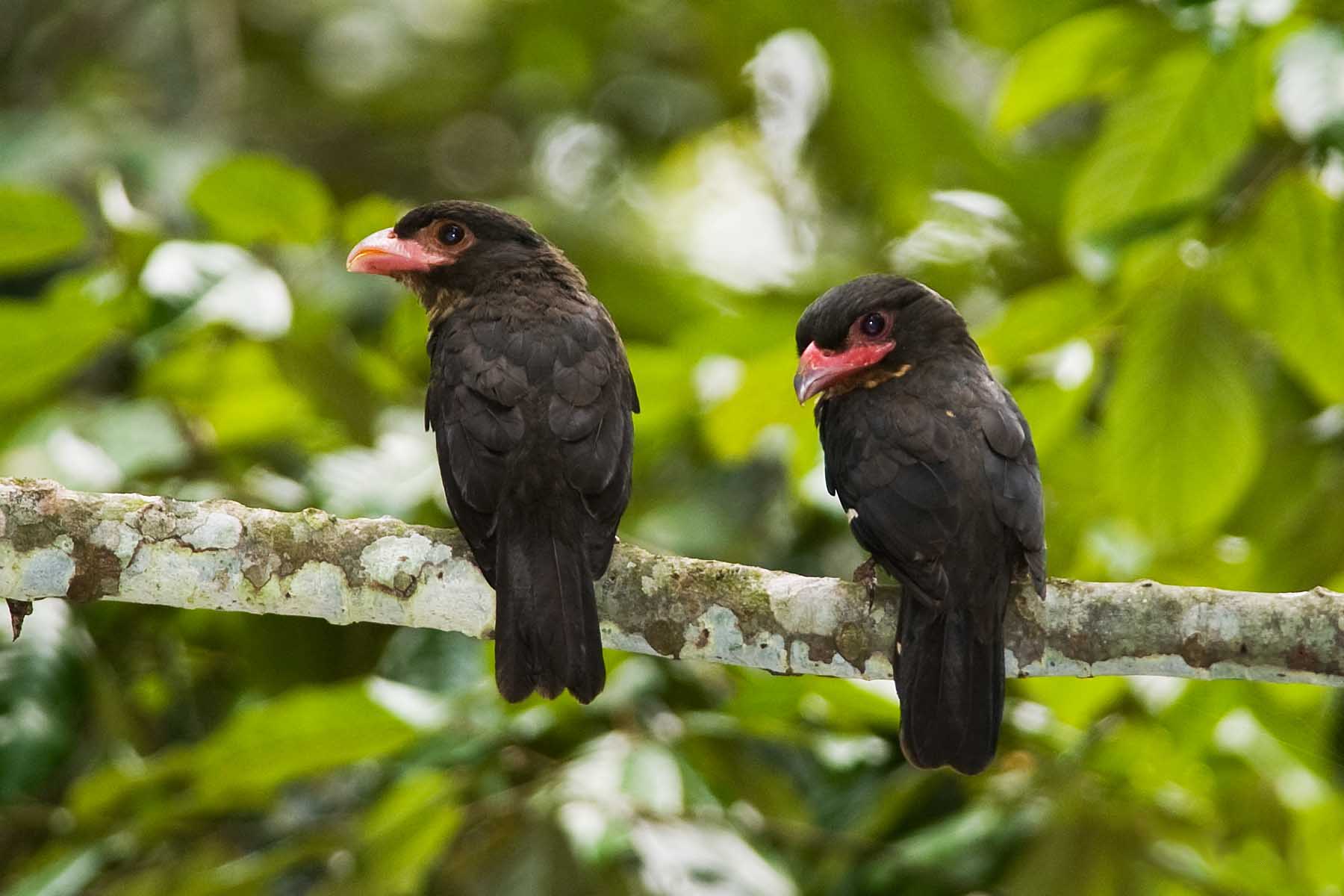 loboš tmavý (Corydon sumatranus)