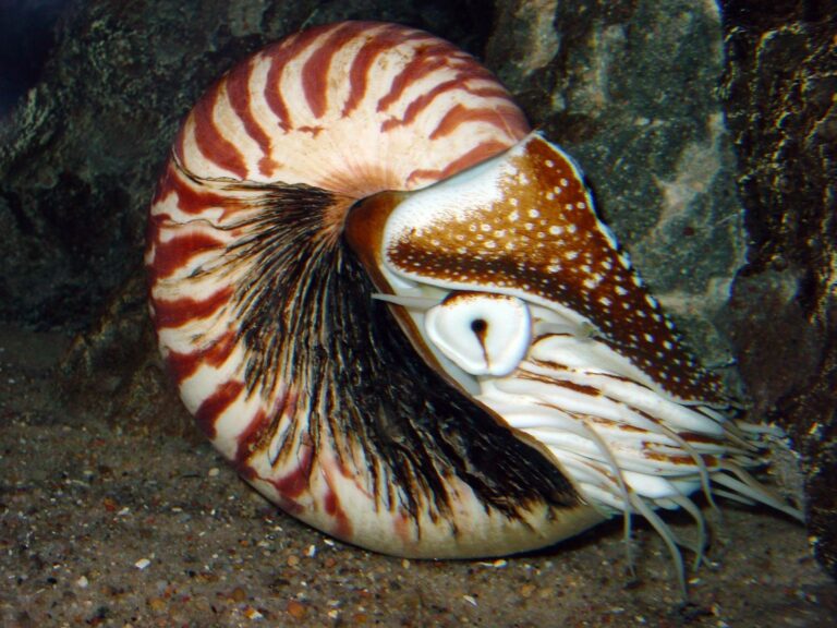 loděnka hlubinná (Nautilus pompilius)