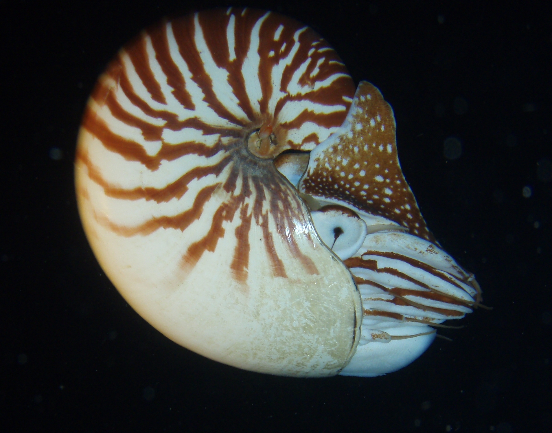 loděnka makedonská (Nautilus macromphalus)
