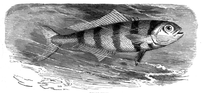 lodivod mořský lodivod mořský (Naucrates ductor)