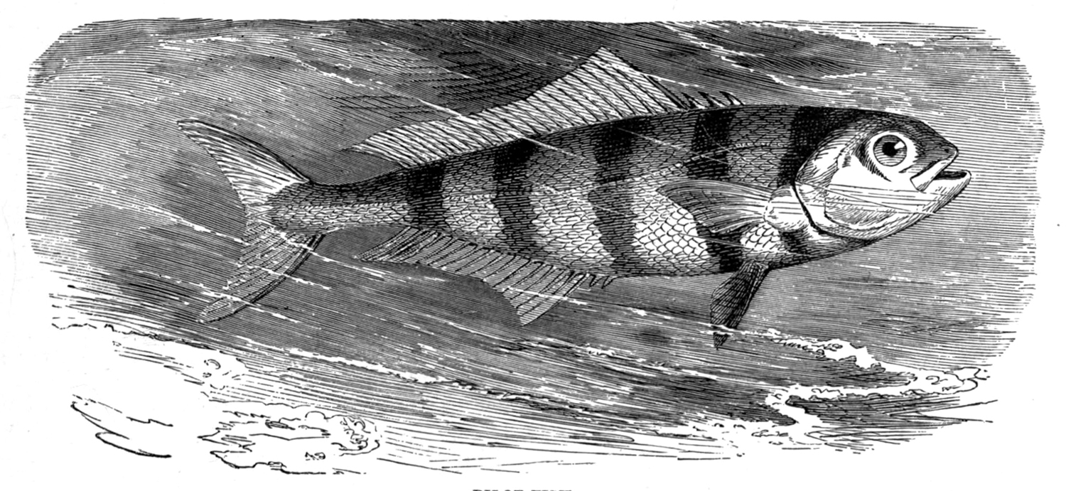lodivod mořský (Naucrates ductor)