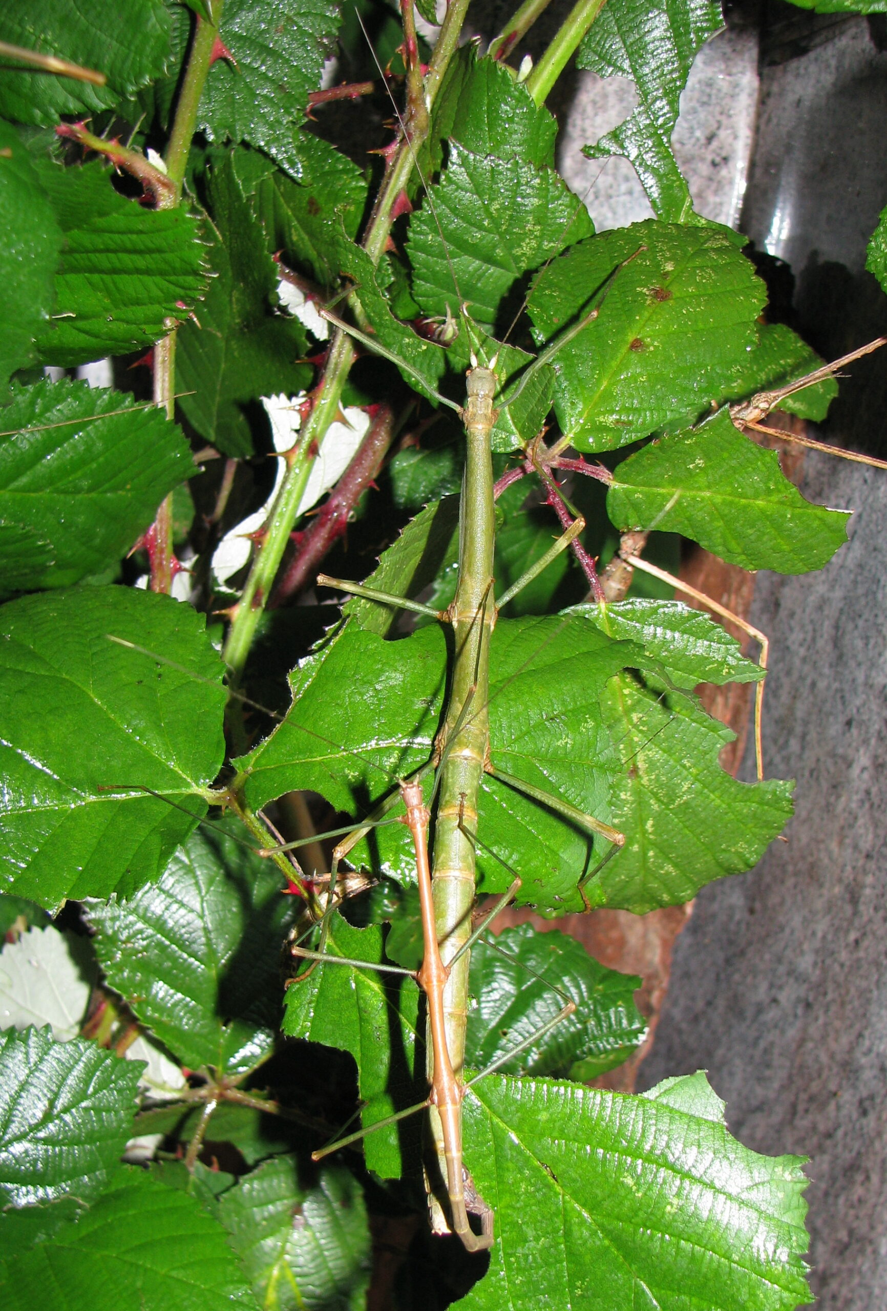 Lonchodiodes samarensis