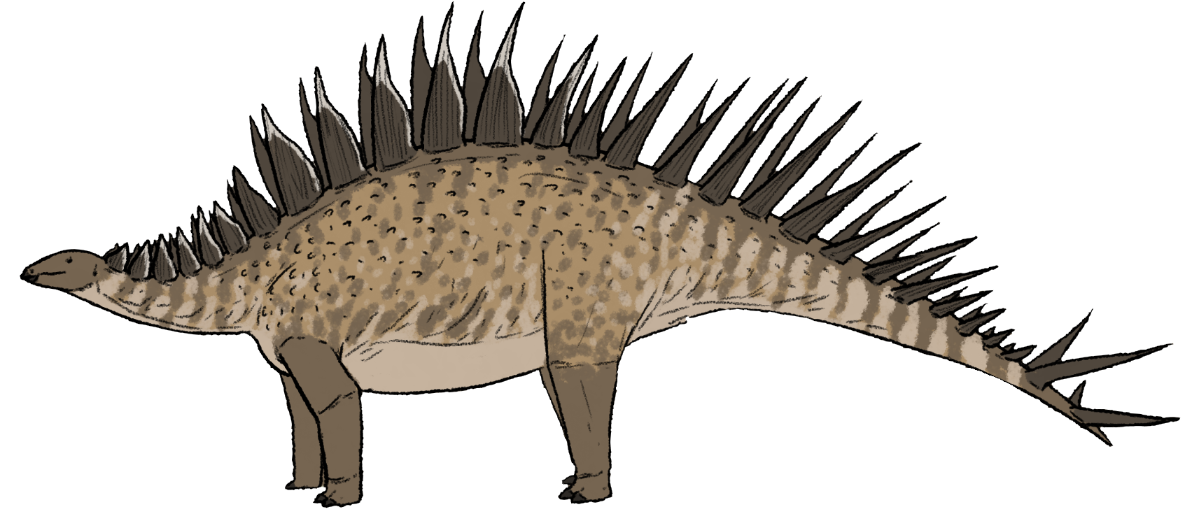 Loricatosaurus