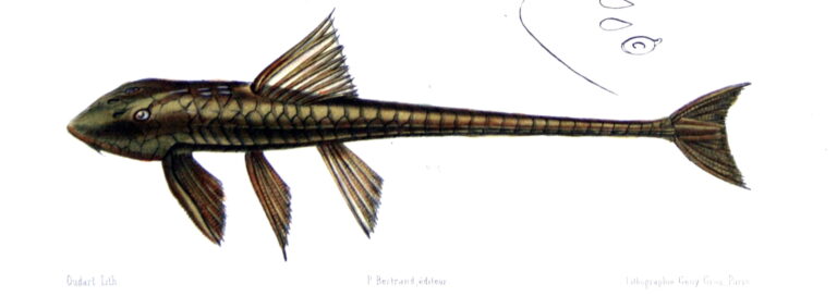 lorikárie obrněná (Loricaria cataphracta)