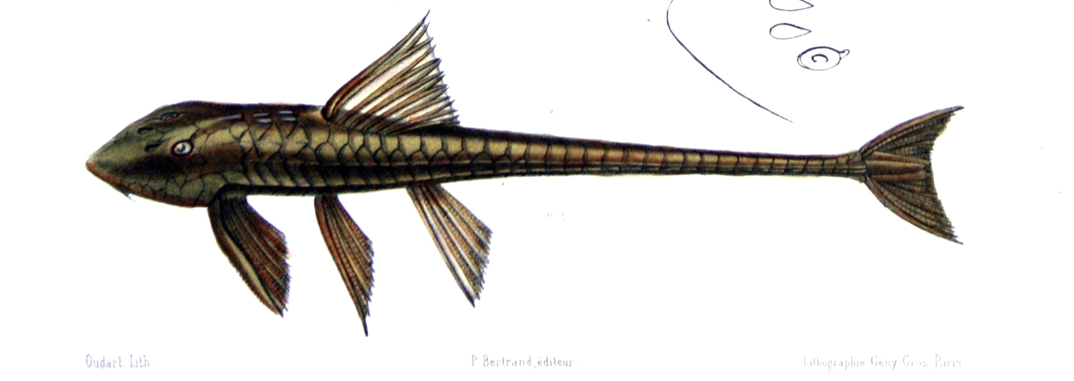 lorikárie obrněná (Loricaria cataphracta)