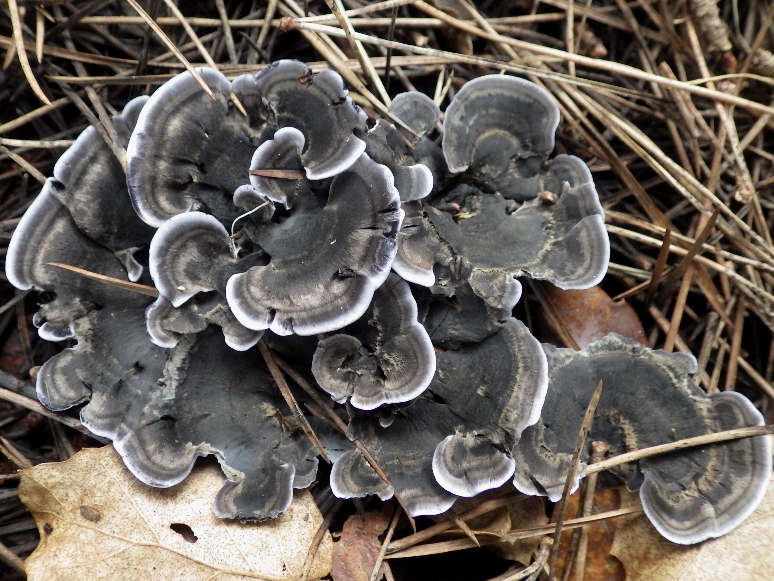 lošáček černý (Phellodon niger)