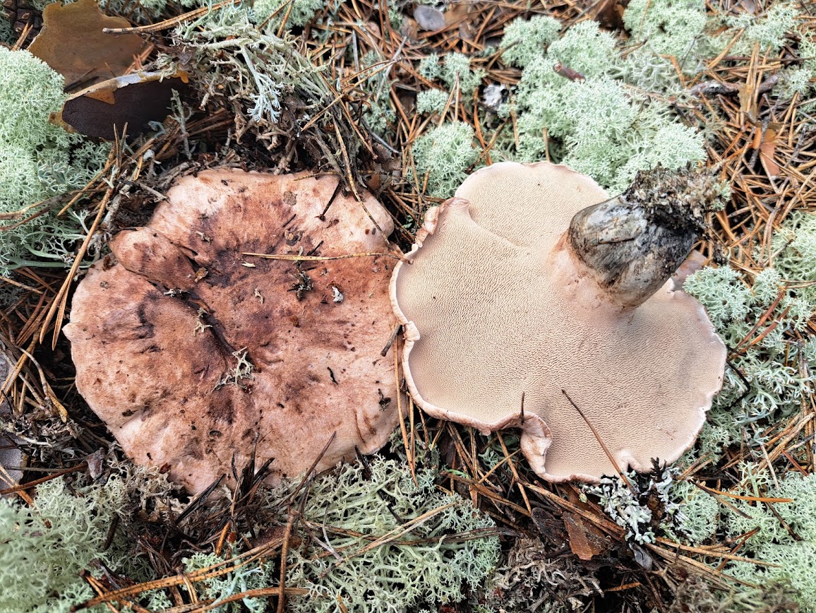Lošák hořký (Hydnellum scabrosum)