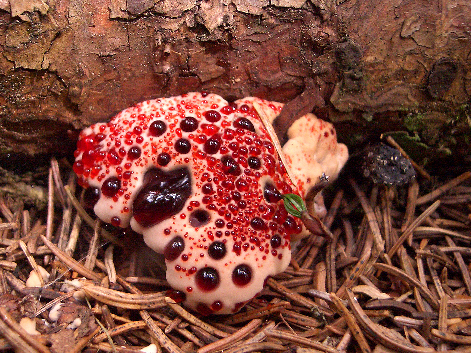 lošákovec palčivý (Hydnellum peckii)