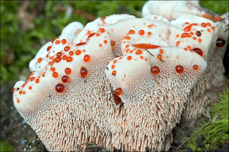 lošákovec rezavý (Hydnellum ferrugineum)