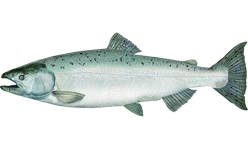 losos čavyča (Oncorhynchus tshawytscha)