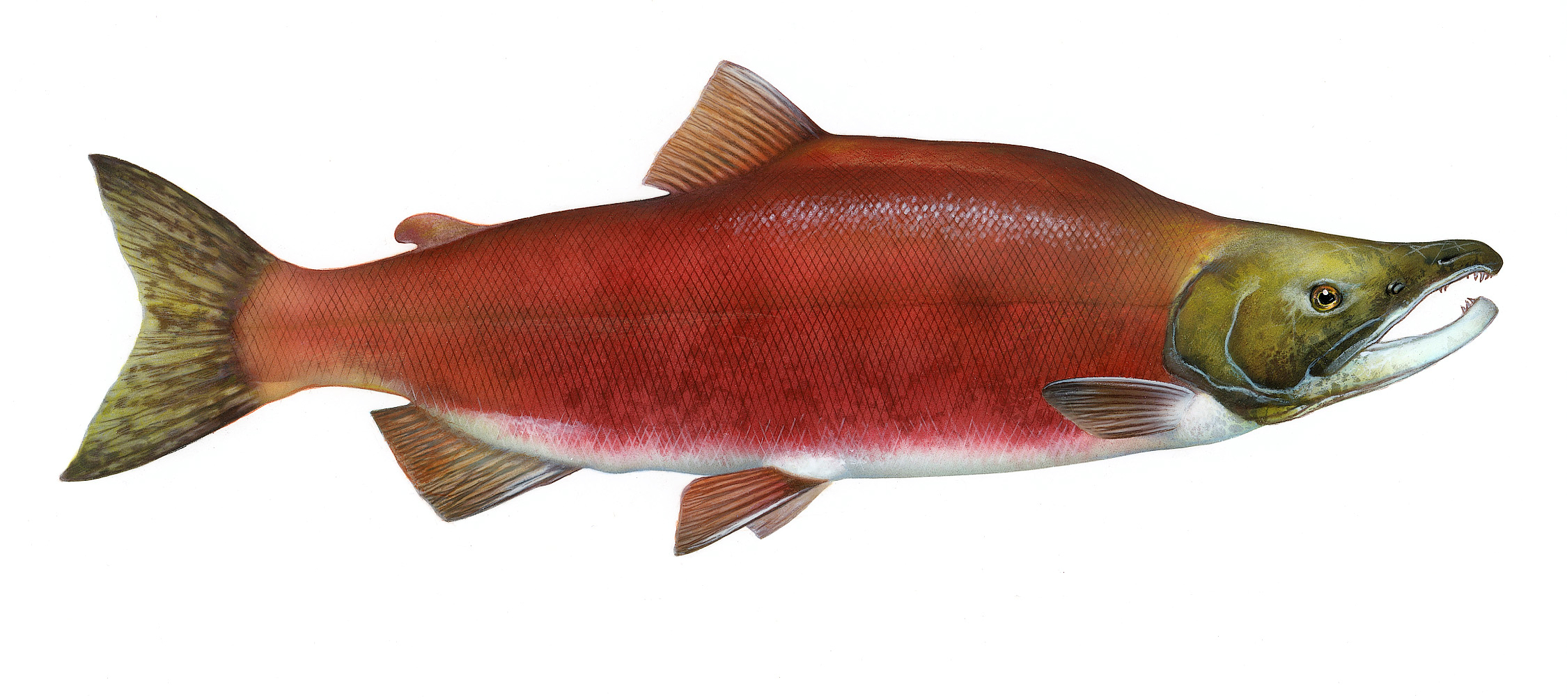 losos nerka (Oncorhynchus nerka)