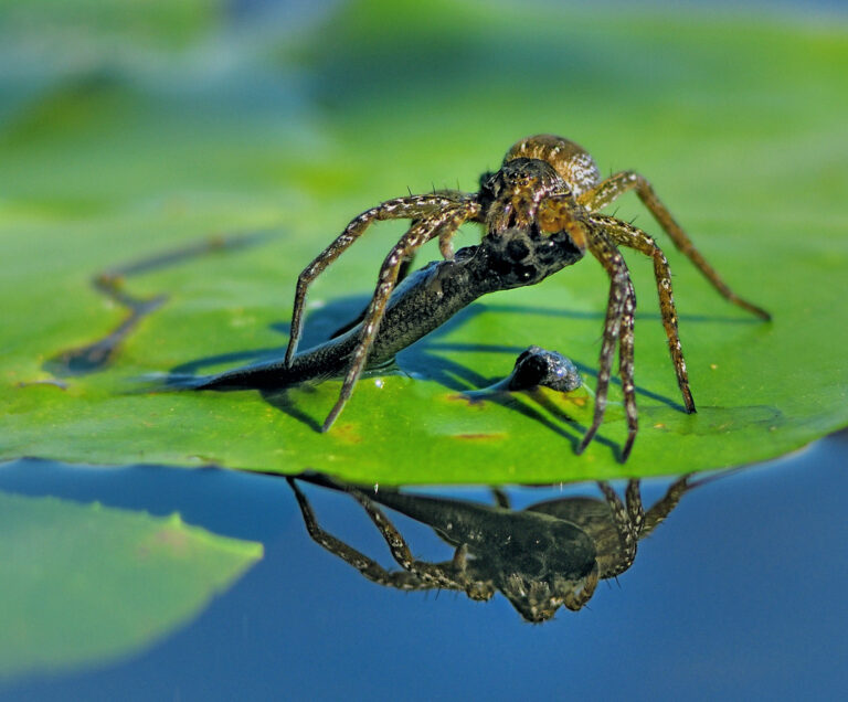 lovčík mokřadní (Dolomedes plantarius)